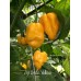 Aji Umba Yellow Pepper Seeds 