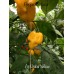 Aji Umba Yellow Pepper Seeds 