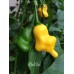 Del Sol Pepper Seeds 