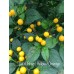 Wild Brazil Yellow/Orange