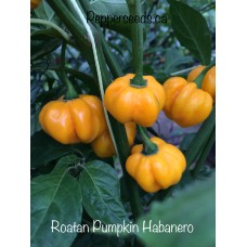 Habanero Roatan Pumpkin Pepper Seeds 