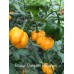 Habanero Roatan Pumpkin Pepper Seeds 