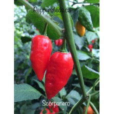 Scorpanero 