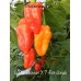 Scotch Bonnet X 7-Pot Jonah