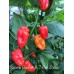 Scotch Bonnet X 7-Pot Jonah
