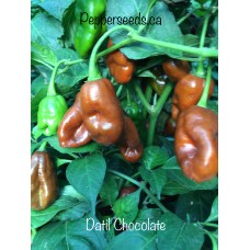 Datil Chocolate Pepper Seeds