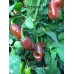 Datil Chocolate Pepper Seeds