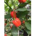 Habanero Red