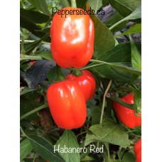Habanero Red