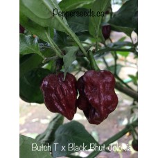 Butch T x Black Bhut Jolokia Pepper