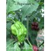 Butch T x Black Bhut Jolokia Pepper