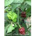 Butch T x Black Bhut Jolokia Pepper