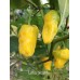 Lima Picante