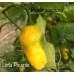 Lima Picante