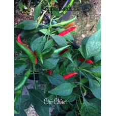 Chi-Chien Pepper Seeds