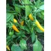 Golden Thick Cayenne Pepper Seeds
