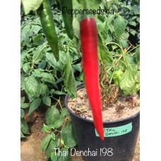 Thai Denchai 198 Pepper Seeds 