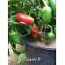 Jalapeño M Pepper Seeds 