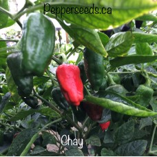 Chay Pepper Seeds 