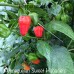 Venezuelan Sweet Habanero