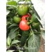 Cueno Dwarf Red Pepper Seeds