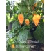 7-Pot Orange X Trinidad Scorpion Orange Pepper Seeds 