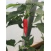 Cyclon Pepper Seeds