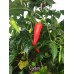 Cyclon Pepper Seeds