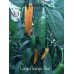Large Orange Thai Pepper Seeds 