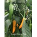 Large Orange Thai Pepper Seeds 