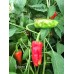 Stavro's Pepper Seeds 