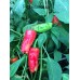 Stavro's Pepper Seeds 