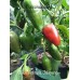 Jaluv Attitude Jalapeno