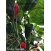 Fresno Supreme Pepper Seeds
