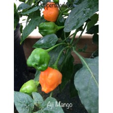 Aji Mango Pepper 
