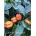 Kitchen Pepper Peach