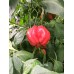 Antep Di Dolma Pepper 