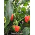 Antep Di Dolma Pepper 
