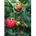 Antep Di Dolma Pepper 
