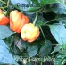 Kitchen Pepper Peach