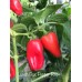 Lunch Box Pepper Red