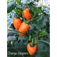 Orange Jalapeno Pepper Seeds 