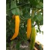 Guyana Pepper Seeds