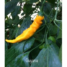 Guyana Pepper Seeds