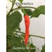 Guampinho Do Veado Pepper Seeds