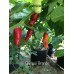 Chiriqui Grande Pepper Seeds