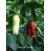 Chiriqui Grande Pepper Seeds