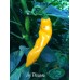 Aji Picante Pepper Seeds