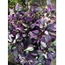 Purple Flash Pepper Seeds 