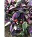 Purple Flash Pepper Seeds 